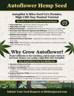 HILO Promo Postcard Layout and Design HILO Promo Postcard Layout and Design